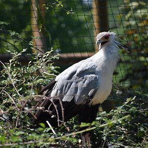 Secretarybird - Sagittarius serpentarius