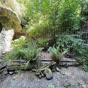 Striped Skunk Exhibit
