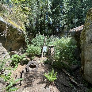 American Marten Exhibit