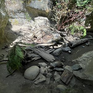 American Badger Exhibit