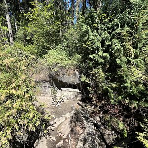 American Badger Exhibit