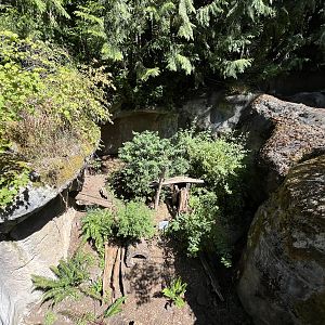 American Marten Exhibit