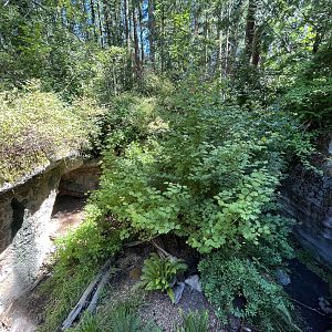 Striped Skunk Exhibit