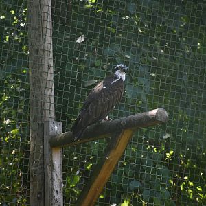 Osprey - Pandion haliaetus
