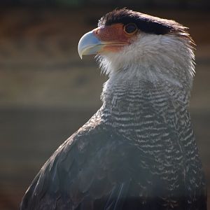 Crested Caracara - Caracara plancus