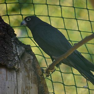 Eleonora's Falcon - Falco eleonorae
