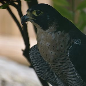 Peregrine Falcon - Falco peregrinus