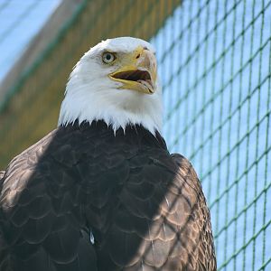 Bald Eagle - Haliaeetus leucocephalus