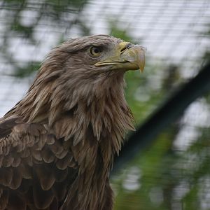 White-tailed Eagle - Haliaeetus albicilla