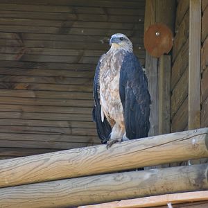 White-bellied Sea Eagle - Haliaeetus leucogaster