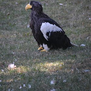 Steller's Sea Eagle - Haliaeetus pelagicus