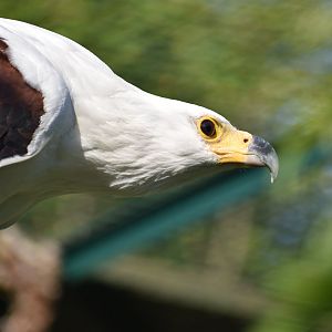 African Fish Eagle - Haliaeetus vocifer