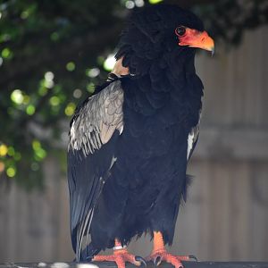 Bateleur - Terathopius ecaudatus