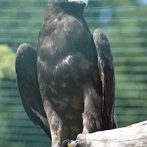 Wahlberg's Eagle - Hieraaetus wahlbergi