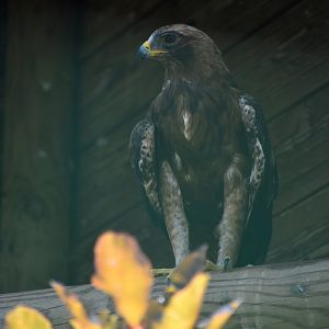 Booted Eagle - Hieraaetus pennatus