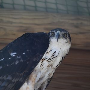 African Hawk-Eagle - Aquila spilogaster