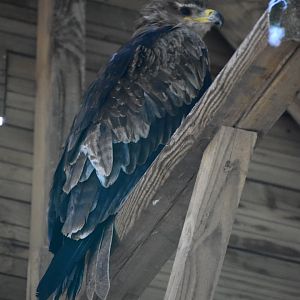 Asiatic Tawny Eagle - Aquila rapax vindhiana