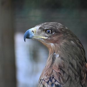North-african Tawny Eagle - Aquila rapax belisarius