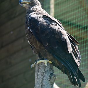 Aquila nipalensis - Steppe Eagle