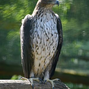 Bonelli's Eagle - Aquila fasciata