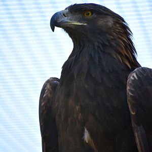 Golden Eagle - Aquila chrysaetos