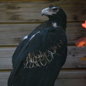 Wedge-tailed Eagle - Aquila audax