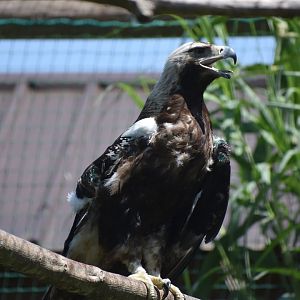Spanish Imperial Eagle - Aquila adalberti