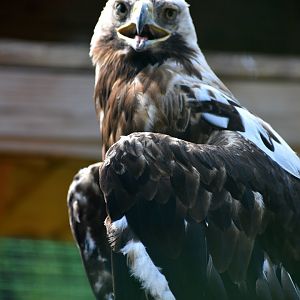 Eastern Imperial Eagle - Aquila heliaca