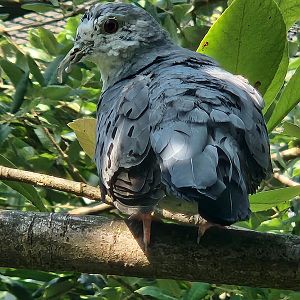 ARTIS Zoo - Bird ID (Blue Ground Dove?)