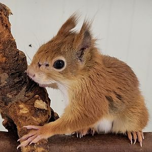 Japanese squirrel