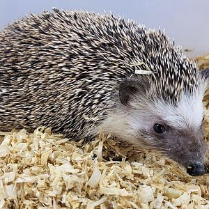 North African hedgehog