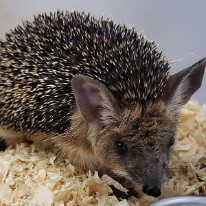 Egyptian long-eared hedgehog