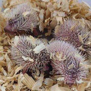 Baby Four-toed hedgehogd