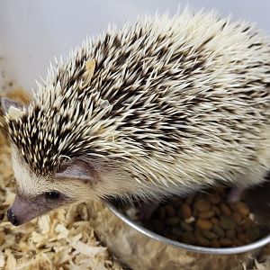 Four-toed hedgehog