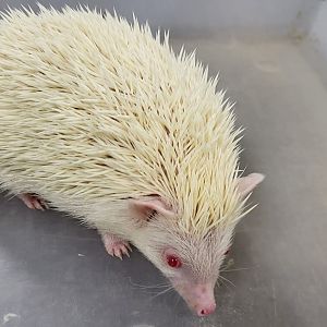 Four-toed hedgehog - albino