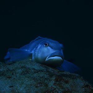 New Zealand blue cod (Parapercis colias)