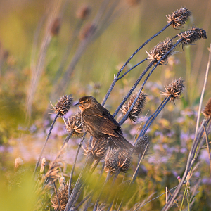 Jul. 2023 - Redwing Blackbird (Female)