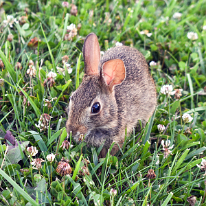 Jul. 2023 - Juvenile Eastern Cottontail Rabbit