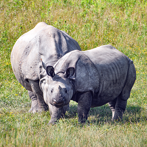 Jul. 2023 - Asian Pastures - Indian Rhinoceroses