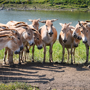 Jul. 2023 - Asian Pastures - Persian Onagers