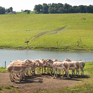 Jul. 2023 - Asian Pastures - Persian Onagers + Père David's Deer