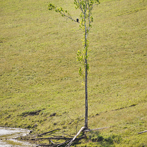 Jul. 2023 - Asian Pastures - Bald Eagle
