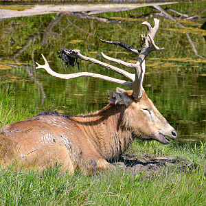 Jul. 2023 - Asian Pastures - Père David's Deer