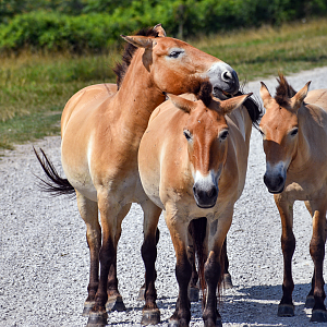 Jul. 2023 - Asian Pastures - Przewalski's Horses