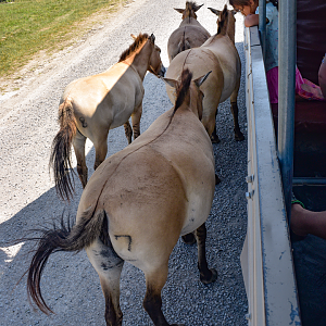 Jul. 2023 - Asian Pastures - Przewalski's Horses