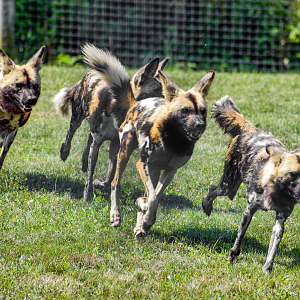 Jul. 2023 - Carnivore Center - African Painted Dogs