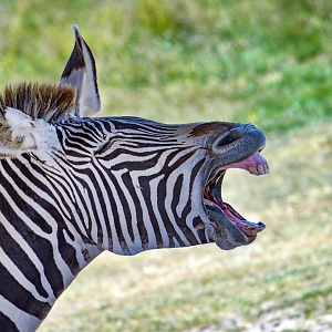 Jul. 2023 - African Pastures - Grevy's Zebra