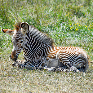 Jul. 2023 - African Pastures - Grevy's Zebra Foal