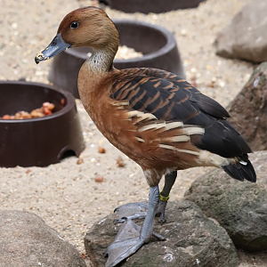 Fulvous whistling duck (Dendrocygna bicolor)