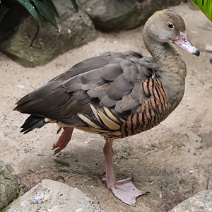 Plumed whistling duck (Dendrocygna eytoni)